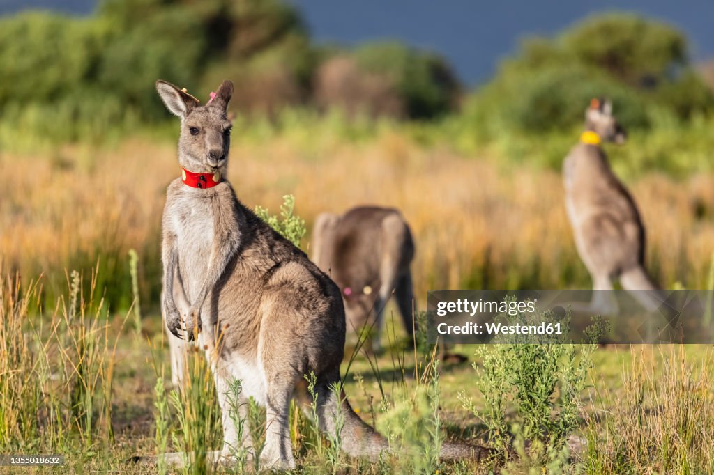 Young tagged eastern grey kangaroo (Macropus giganteus) looking straight at camera