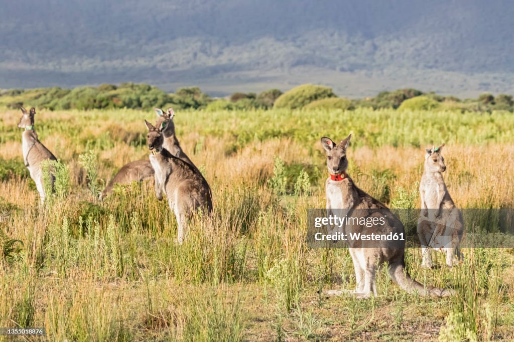 Eastern grey kangaroos (Macropus giganteus) at Wilsons Promontory National Park