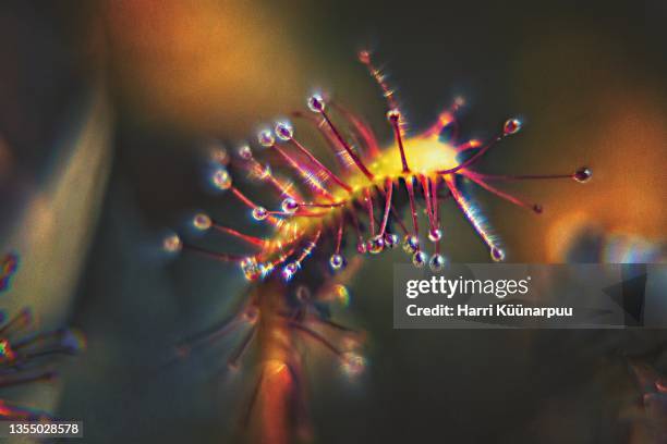 a sundew - sundew stock pictures, royalty-free photos & images