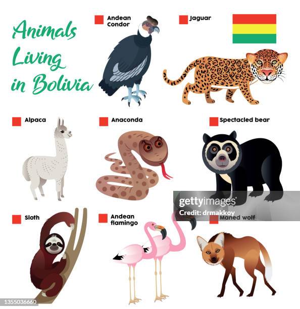 animals living in bolivia - alpaca stock illustrations