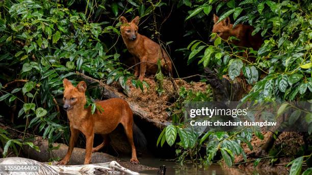 dhole, asiatic wild dog (cuon alpinus) eating a deer carcass at a stream in the forest - dhole stock pictures, royalty-free photos & images