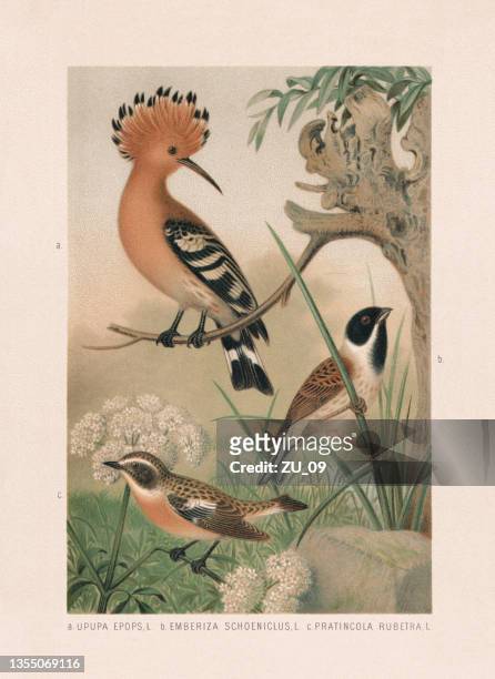 stockillustraties, clipart, cartoons en iconen met passeriformes: hoopoe, reed bunting, and whinchat, chromolithograph, published in 1887 - lithograph