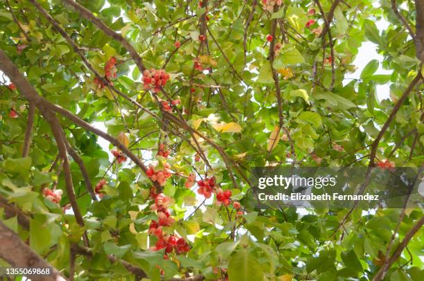 clusters of ripe red syzygium jambos wax apples growing on tree - water apples stock pictures, royalty-free photos & images
