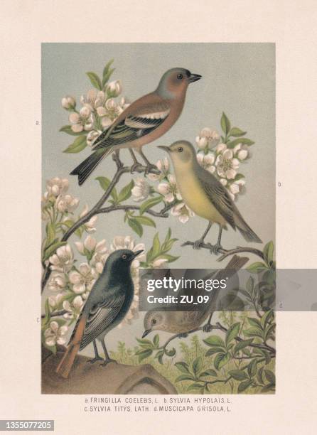 stockillustraties, clipart, cartoons en iconen met passeriformes: chaffinch, icterine warbler, black redstart, spotted flycatcher, chromolithograph, 1887 - chaffinch