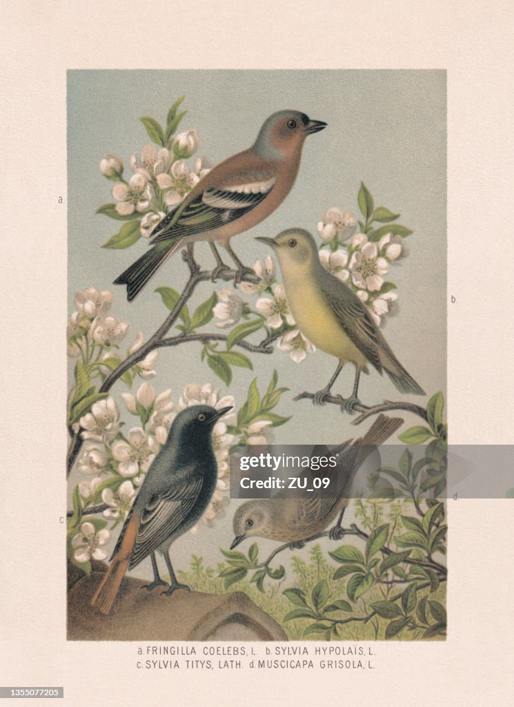 Passeriformes: Chaffinch, icterine warbler, black redstart, spotted flycatcher, chromolithograph, 1887