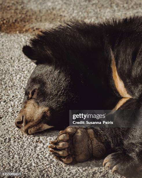 asian black bear at the african reserve in sigean, france - oso negro asiático fotografías e imágenes de stock