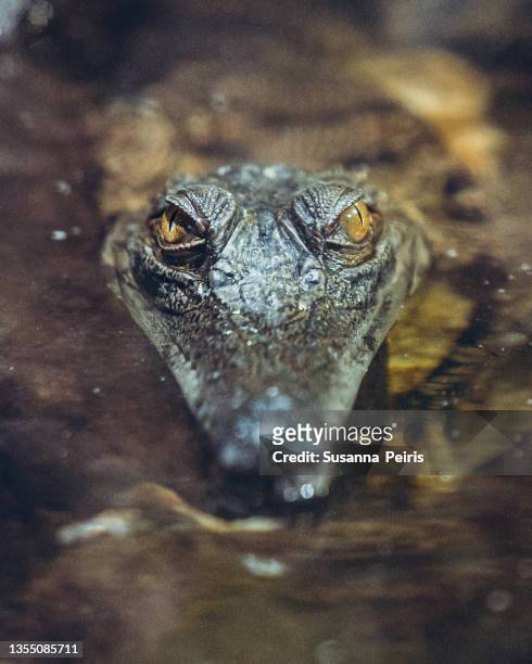west african slender-snouted crocodile at the african reserve in sigean, france - crocodile stock pictures, royalty-free photos & images