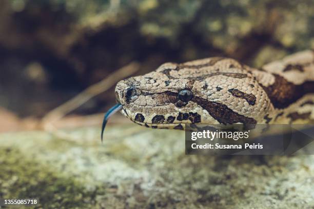 madagascar tree boa at the african reserve in sigean, france - madagascar boa stock pictures, royalty-free photos & images