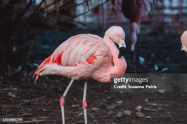 pink flamingo at the african reserve in sigean, france - roter flamingo stock-fotos und bilder