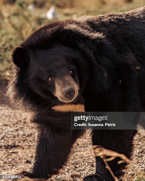 asian black bear at the african reserve in sigean, france - oso negro asiático fotografías e imágenes de stock