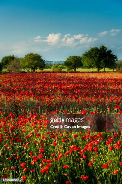 a field of red poppies with a stand of trees in the background. - fredericksburg ストックフォトと画像