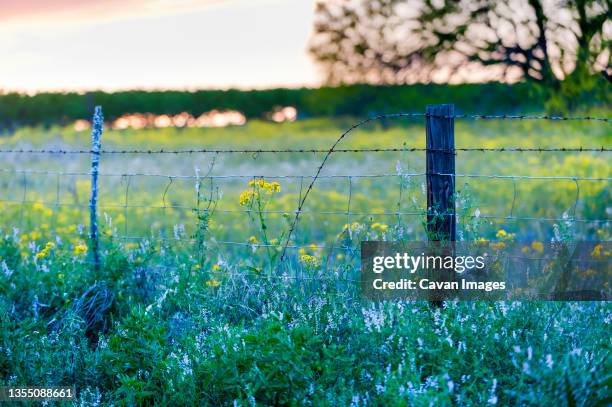 a barbed wire fence in the middle of texas wildflowers at sunset. - fredericksburg texas stock-fotos und bilder