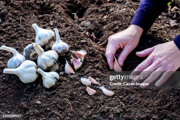 gardeners hands planting garlic cloves - garlic growing stock pictures, royalty-free photos & images