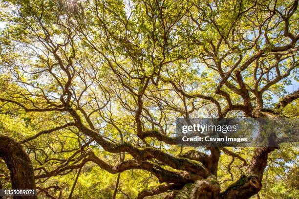 green canopy of ancient angel oak (quercus virginiana), johns island, south carolina, usa - angel oak tree stock-fotos und bilder