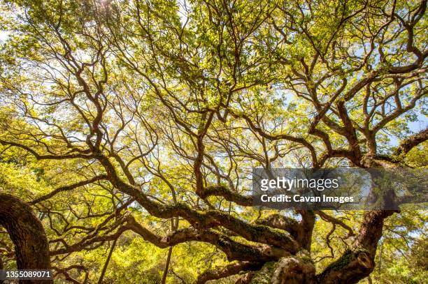 green canopy of ancient angel oak (quercus virginiana), johns island, south carolina, usa - groenblijvende eik stockfoto's en -beelden