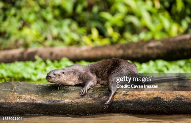 neotropical river otter (lontra longicaudis) - lontra stock pictures, royalty-free photos & images