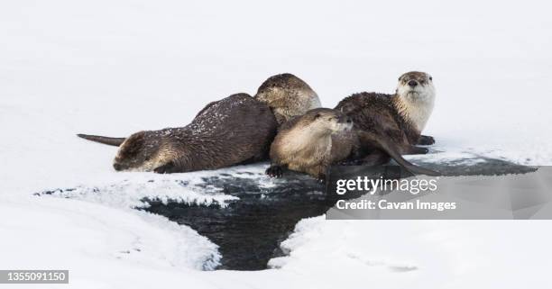 north american river otter (lontra canadensis) - lontra stock pictures, royalty-free photos & images