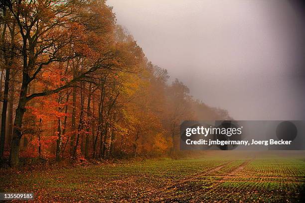misty autumn day - freiberg stock pictures, royalty-free photos & images