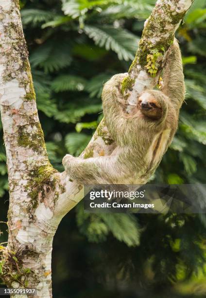 thee-toed sloth climbing cecropia tree, costa rica - cecropia tree stock pictures, royalty-free photos & images