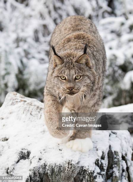 lynx (lynx canadensis) walking on snow, haines, alaska, usa - canadian lynx fotografías e imágenes de stock