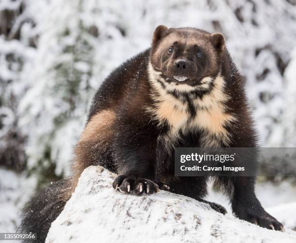 719 Wolverine Animal Photos and Premium High Res Pictures - Getty Images 719 Wolverine Animal Photos and Premium High Res Pictures - Getty Images