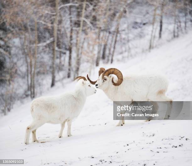 side view of dall sheep (ovis dalli) standing on snow, yukon territory, yukon, canada - weißes dickhornschaf stock-fotos und bilder