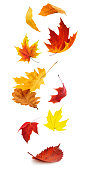 Red and yellow autumn tree leaves falling, isolated on white background