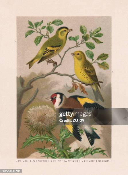 passeriformes: stieglitz, siskin und serin, chromolithographie, veröffentlicht 1887 - rote liste der iucn stock-grafiken, -clipart, -cartoons und -symbole