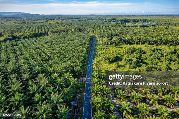 aerial view of palm oil plantation on morning - oil palm stock-fotos und bilder