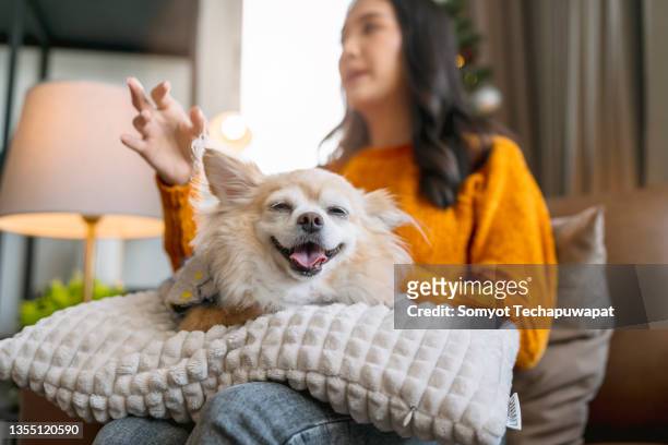 senior lapdog chihuahua  brown color fur sit relax sleepy casual on pillow near asian female onwer,old dog animal sitting together on sofa with his boss at living room stay home concept - animal face stock-fotos und bilder