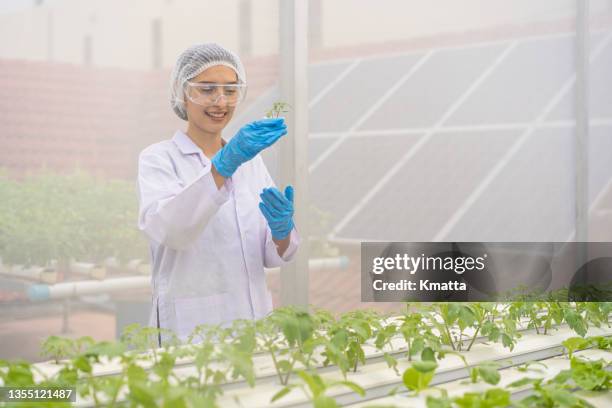 scientist examining corn salad plants in greenhouse. - hydroponics stock pictures, royalty-free photos & images