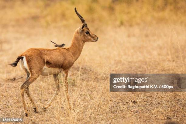 side view of deer standing on field,ranthambore national park,rajasthan,india - ranthambore national park bildbanksfoton och bilder