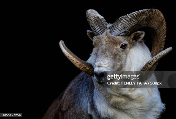 close-up of goat against black background - ram stock pictures, royalty-free photos & images