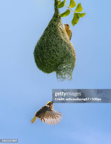 low angle view of weavermasked weaver bird flying against clear blue sky,vietnam - uccello tessitore foto e immagini stock