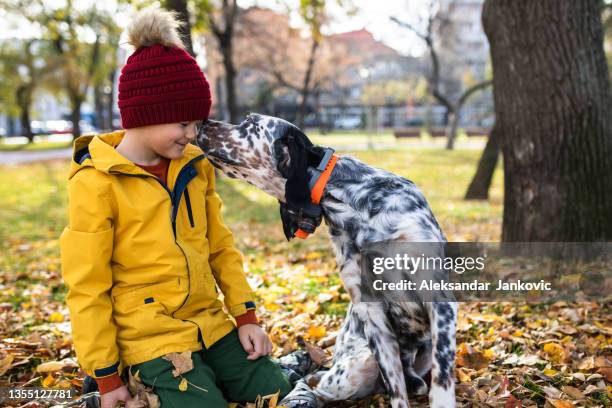 a beautiful dog kissing a little boy on the nose - setter stock pictures, royalty-free photos & images