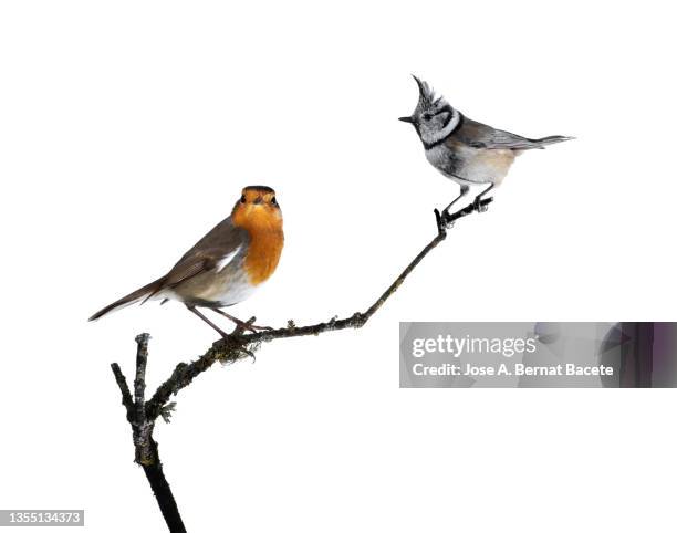 close-up of crested tit (lophophanes cristatus) and robin (erithacus rubecula), perched on a branch on a white background. - tit stock pictures, royalty-free photos & images