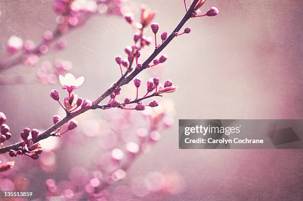 branches with buds in spring - blossom tree stock-fotos und bilder