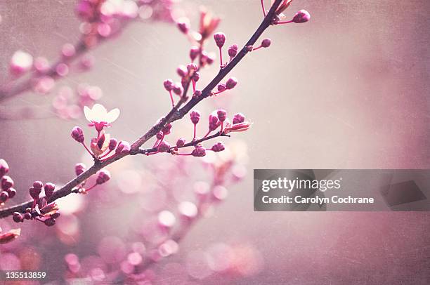 branches with buds in spring - flower blossom ストックフォトと画像