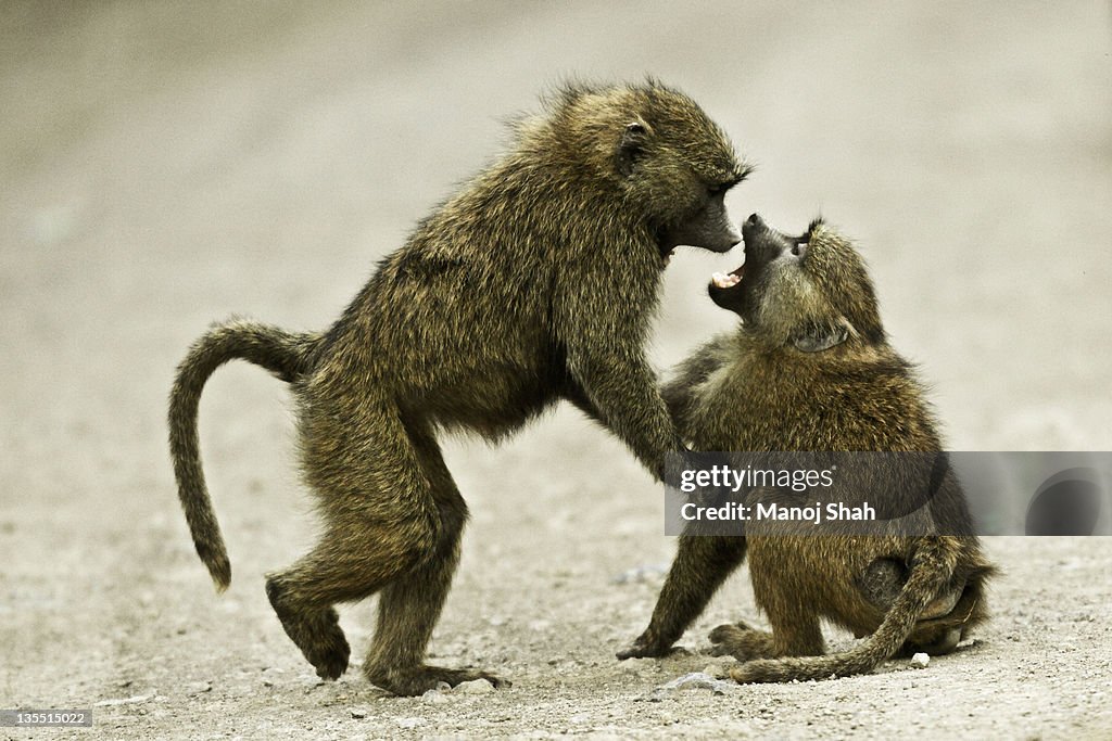 Male Baboons play fighting