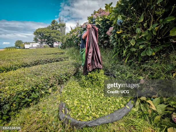 Tea cultivation is one of the most important activity in Sao Miguel island, the only place in the whole Europe where tea cultivation is possible, due...