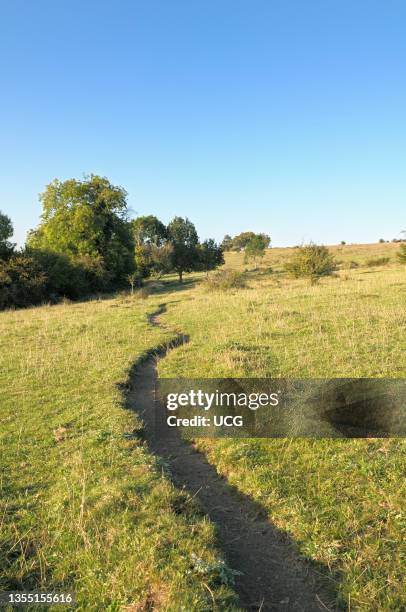 An example of a desire line or desire path created by repeated foot traffic over a period of time. Farthing Downs is part of the South London Downs...