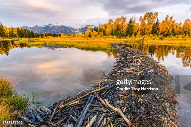 beaver dam and fall color in grand teton national park - beaver dam stock-fotos und bilder