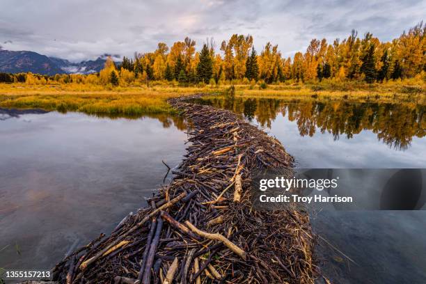 beaver dam and fall color in grand teton national park - beaver dam stock pictures, royalty-free photos & images