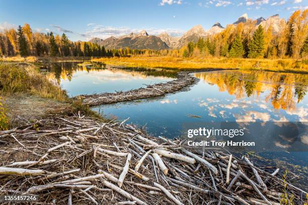 beaver dam and lodge with fall color in grand teton national park - beaver dam stock-fotos und bilder