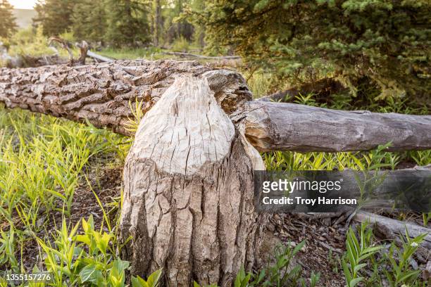beaver chewed stump and downed trees - beaver chew stock pictures, royalty-free photos & images