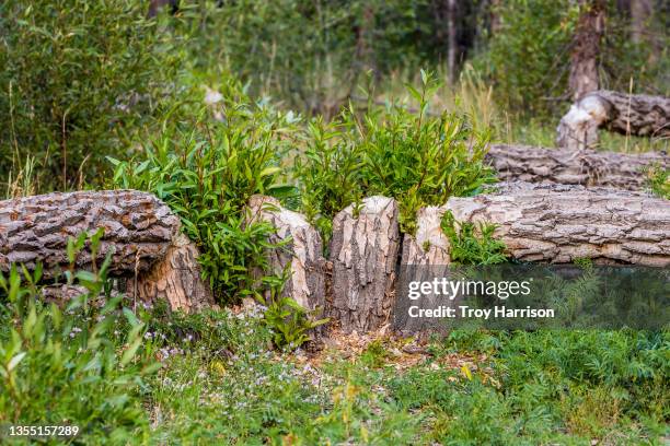beaver chewed stumps and downed trees - beaver chew stock pictures, royalty-free photos & images
