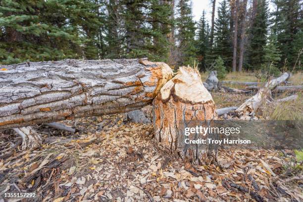 beaver chewed stump and downed tree - beaver chew stock pictures, royalty-free photos & images