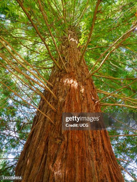 Coast Redwood tree, Sequoia sempervirens.