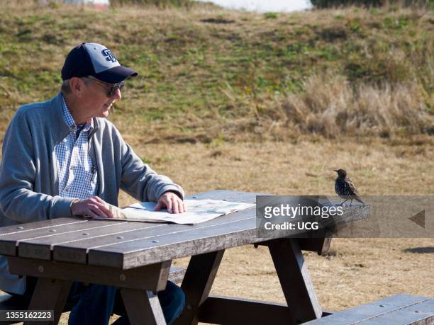 Man sat reading a newspaper on a picnic bench when a common starling, Sturnus vulgaris came looking for food, Dorset, UK.