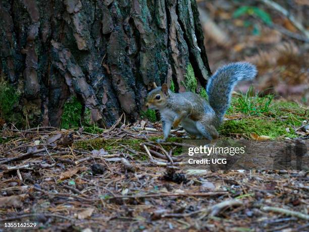 Grey squirrel, Sciurus carolinensis, The New Forest, Hampshire, UK.